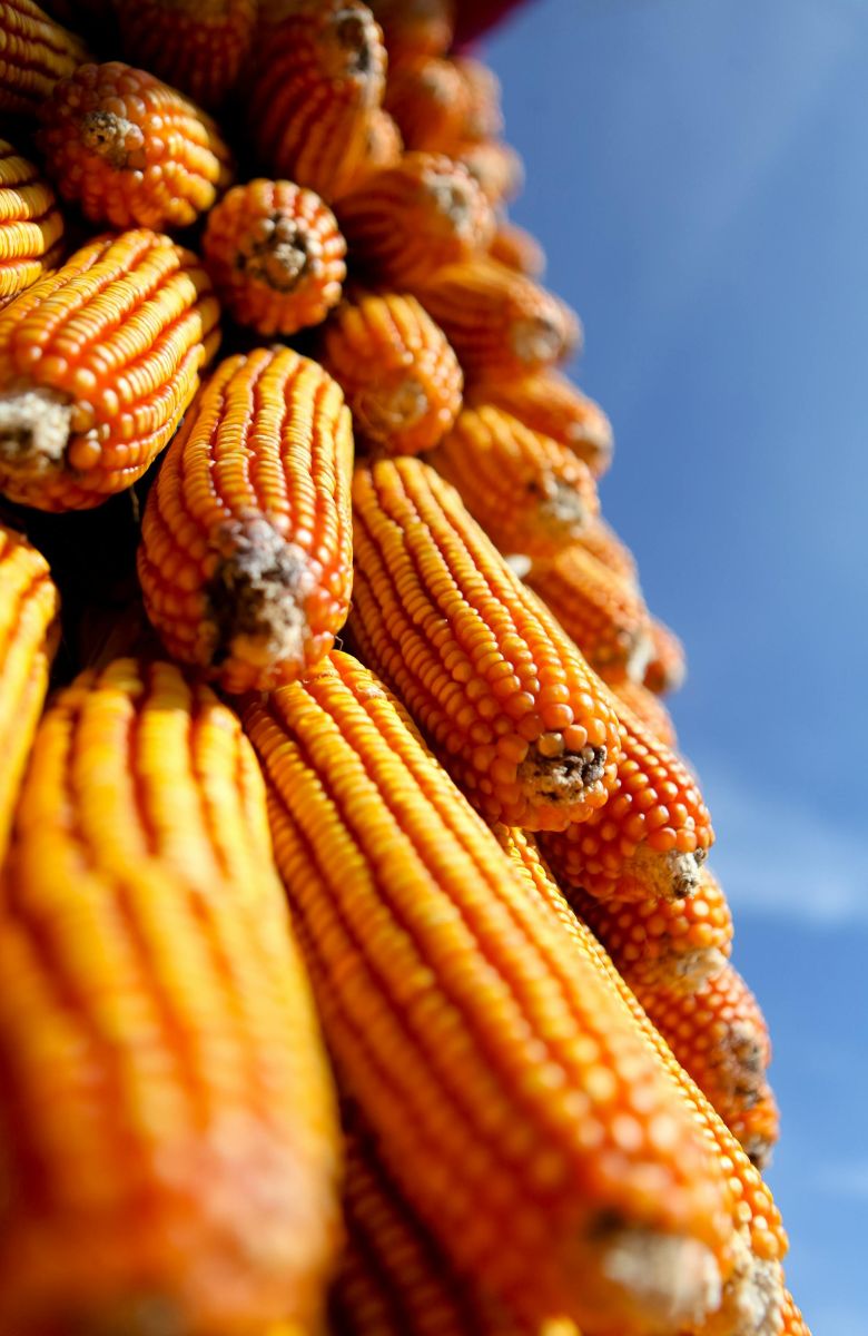 Tela Maize – GMO DB